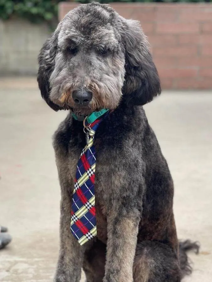 Grey Airedoodle dog wearing a checkered tie