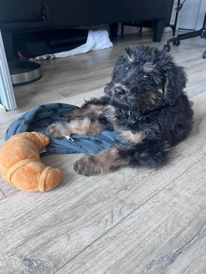Black and tan Airedoodle puppy sitting next to a toy