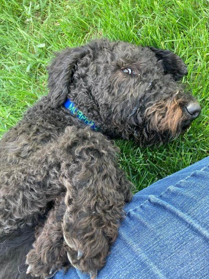 Black Airedoodle laying with his owner in grass