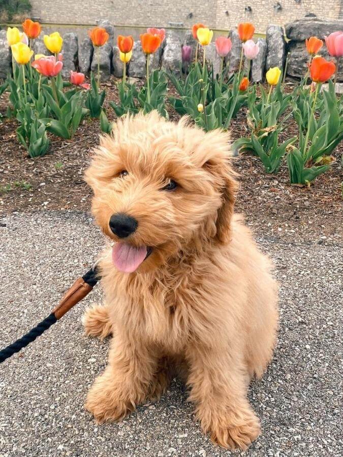 F1b Mini Goldendoodle sitting in front of flowers