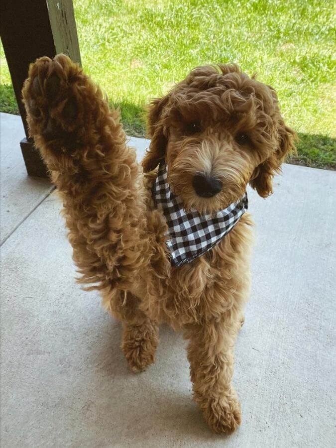Standard Goldendoodle with his paw in the air
