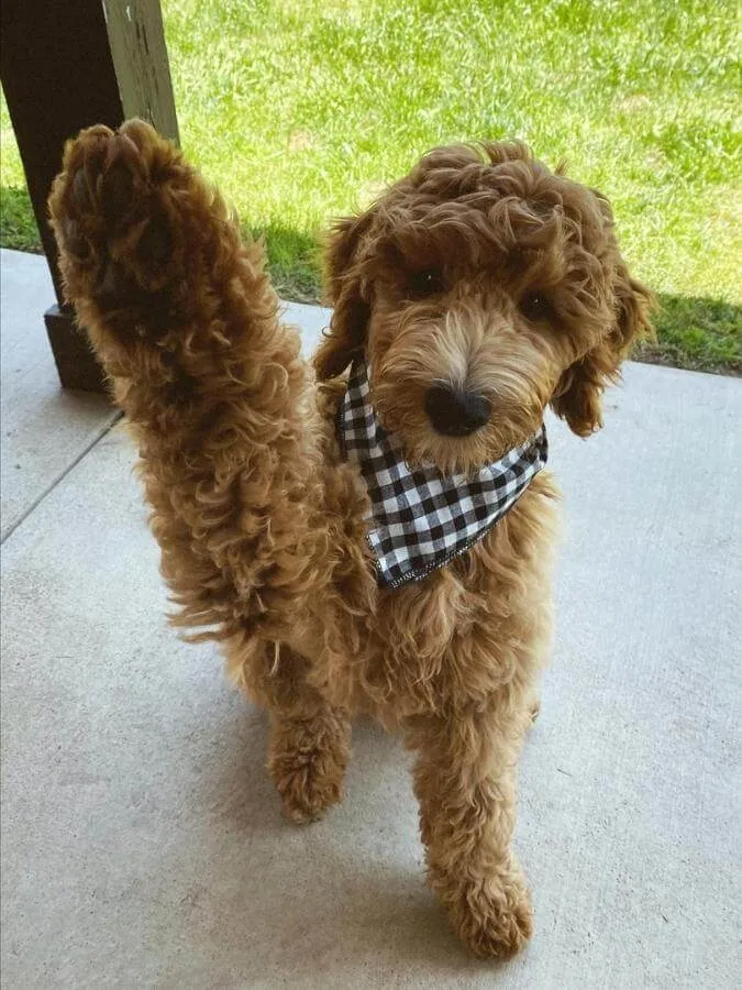Standard Goldendoodle with his paw in the air