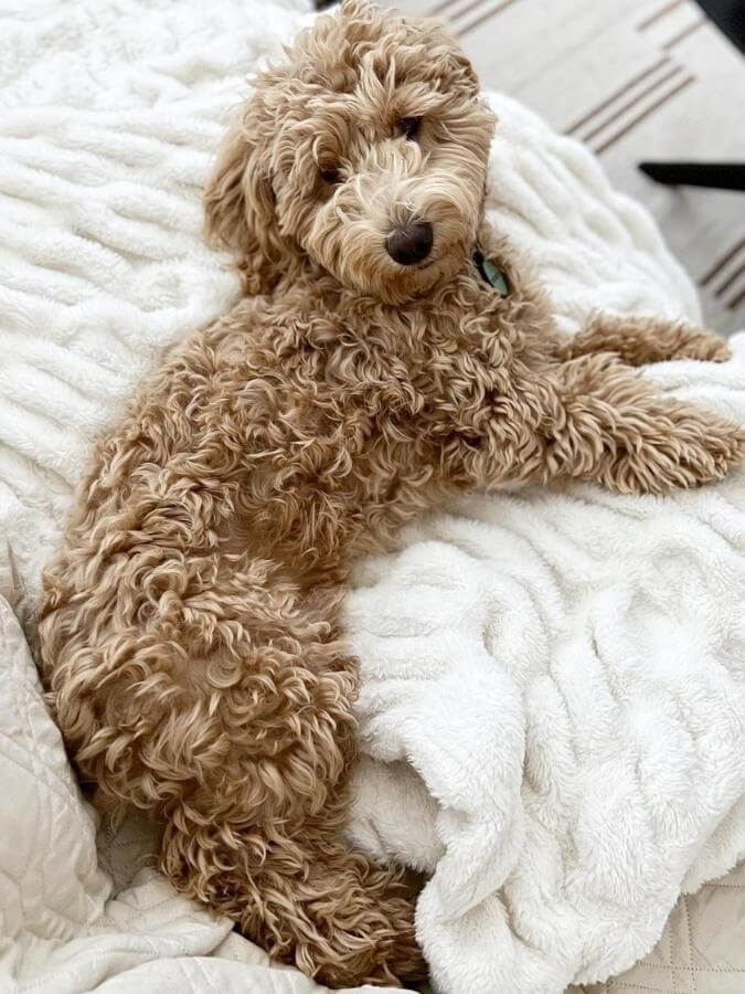 F2b Mini Goldendoodle snuggled up on the bed