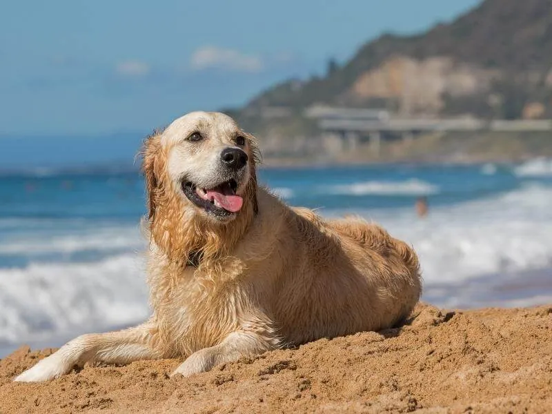 Golden Retriever sitting on the beach