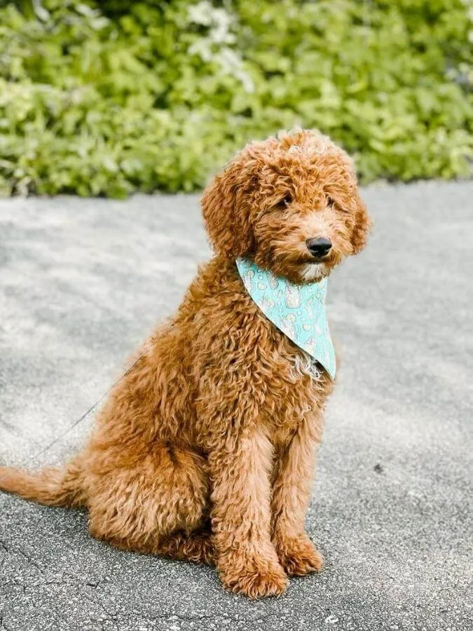 Micro Goldendoodle sitting on the sidewalk