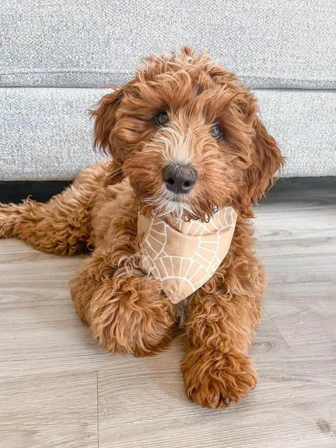 Multigenerational Goldendoodle wearing a bandana