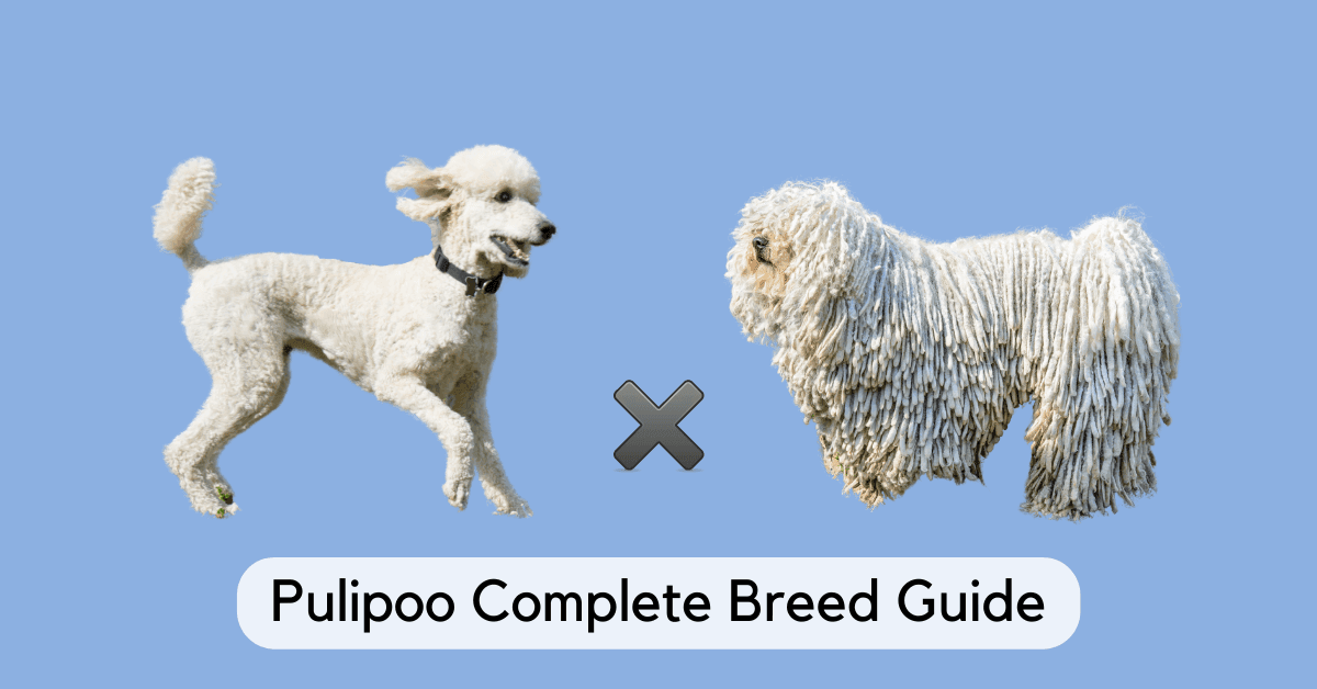 Puli Poodle Mix Pulipoo Complete Breed Guide Floofy Doodles