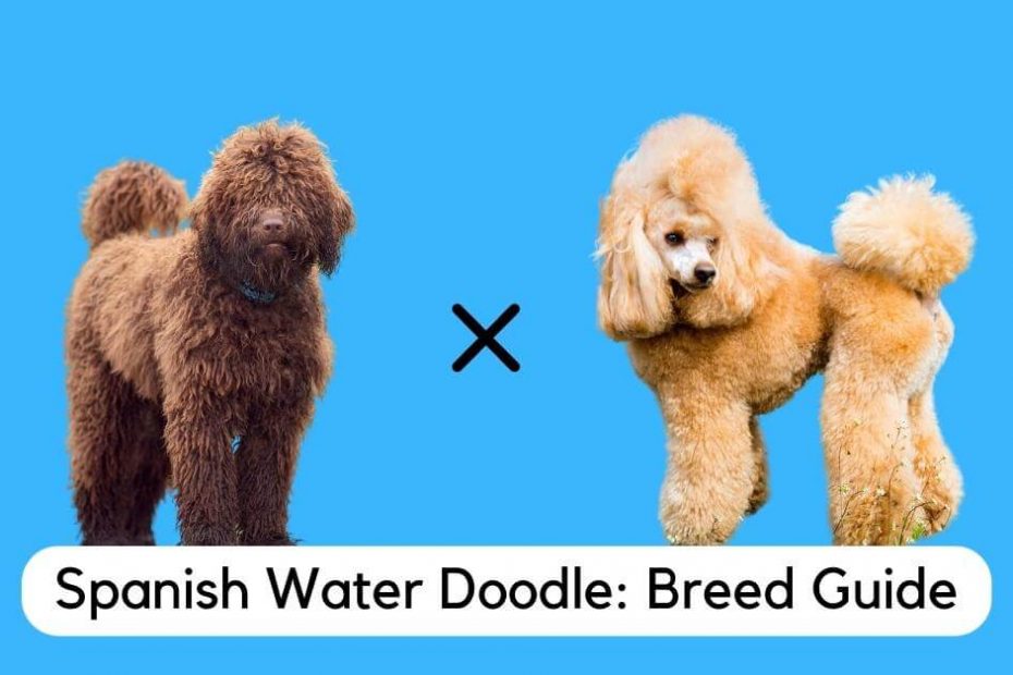 Spanish water dog and poodle standing next to each other