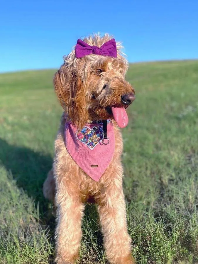 Goldendoodle sitting in a field with a pink bow and bandana on