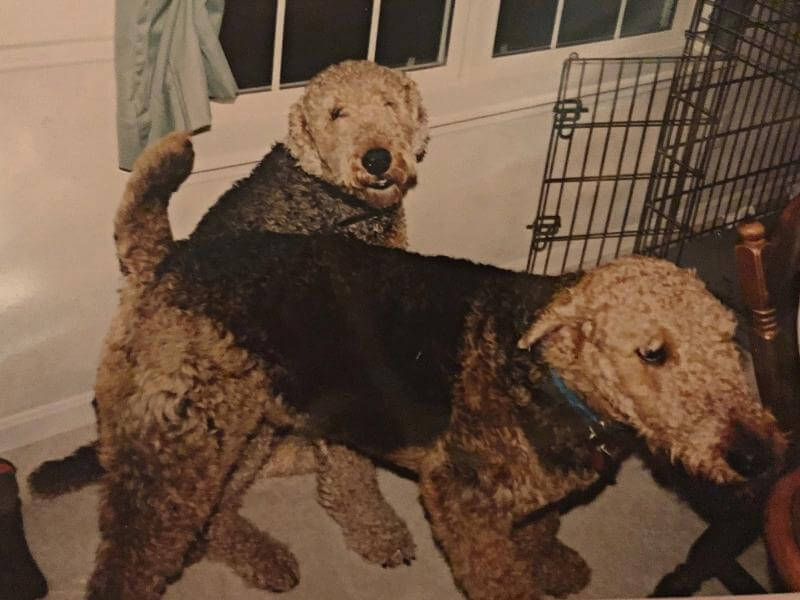 Two Airedale Terriers sitting next to a cage