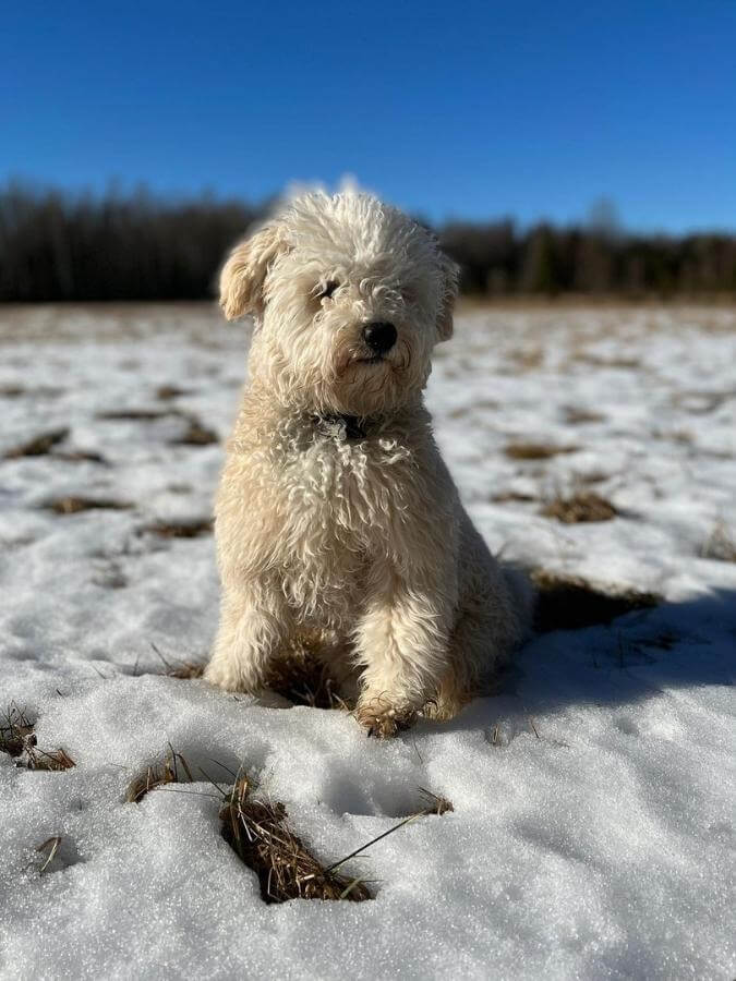 White pulipoo dog in snow