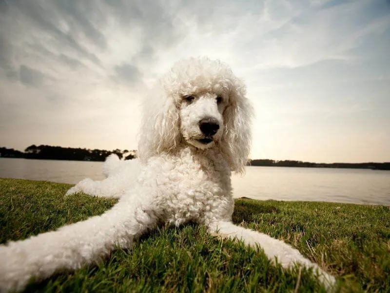 White standard Poodle laying near a lake