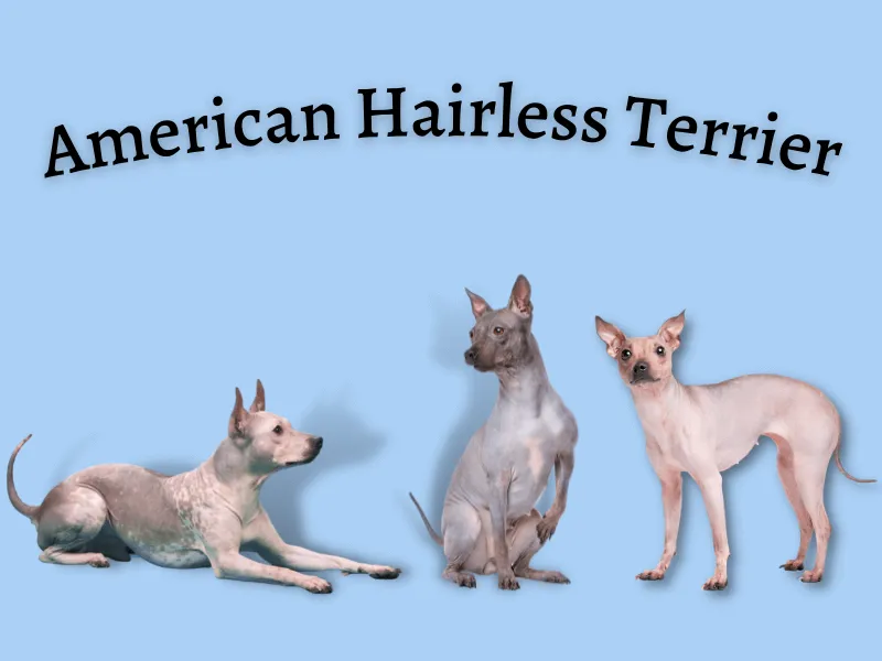 Three American Hairless Terriers in different positions with a blue background
