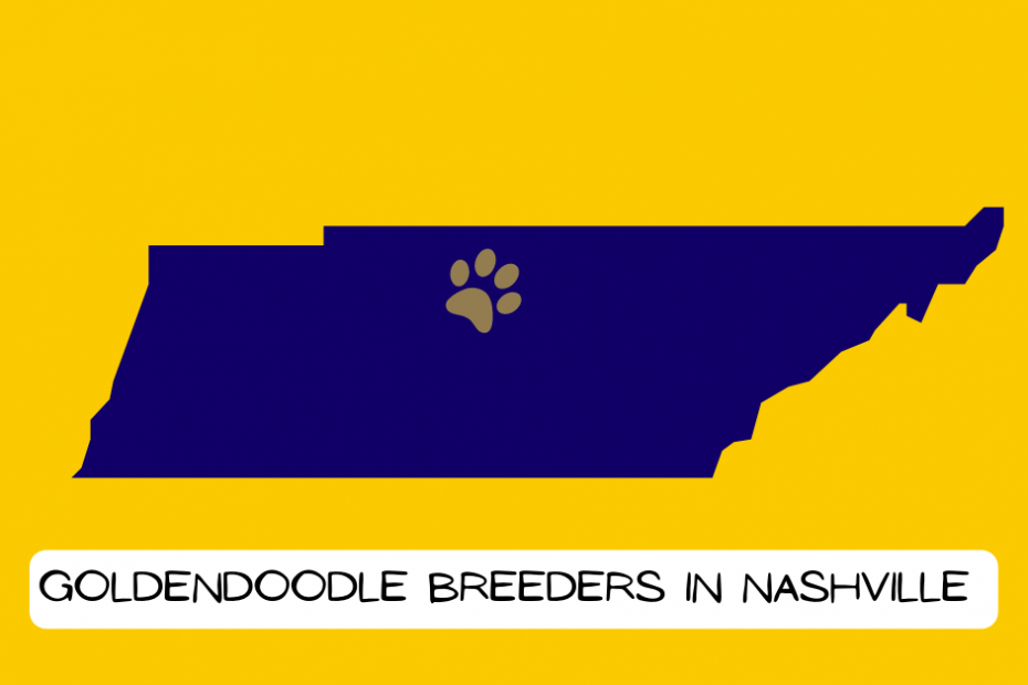 State of Tennesse with colors showing the city of Nashville with a paw for goldendoodle breeder location