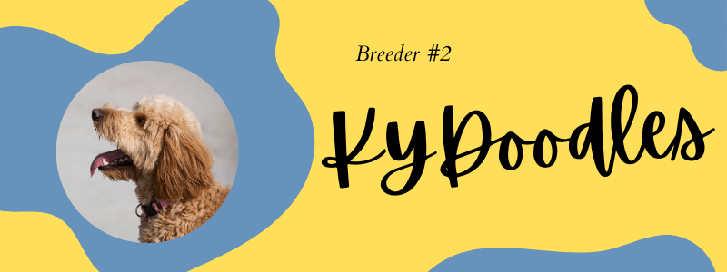 Decorative visual of KYDoodles breeder