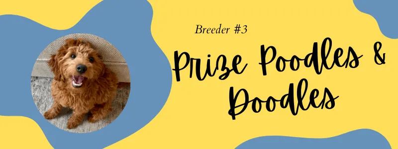 Decorative visual showing Prize Poodles and Doodles
