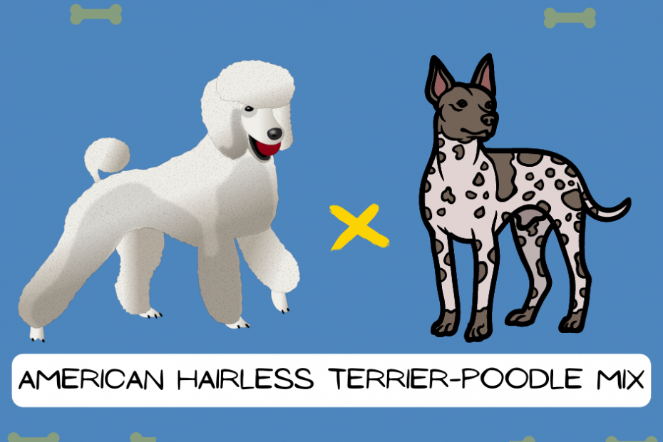 Cartoon visual of a Poodle mixed with an American Hairless Terrier