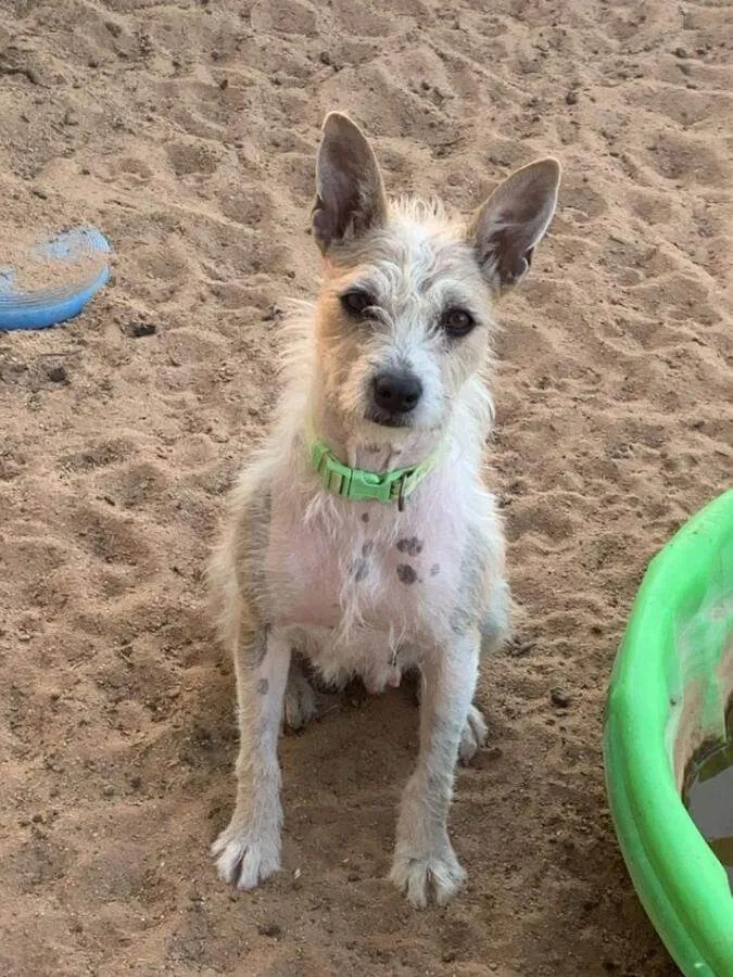 An American Hairless Terrier-Poodle mix dog sitting in the sand
