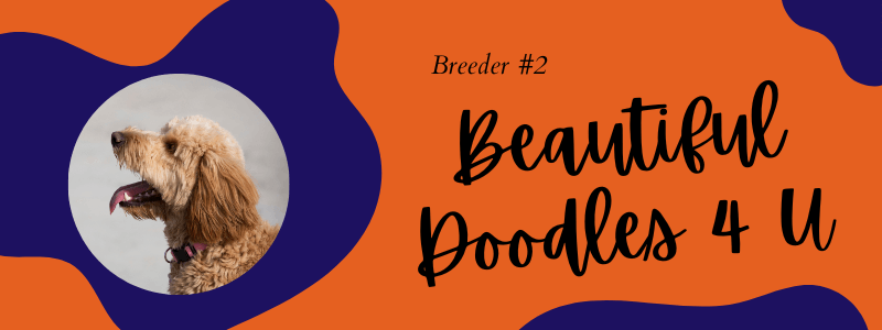 Visual of Beautiful Doodles 4 U breeder 