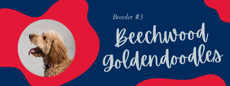 Visual of Beechwood Goldendoodles