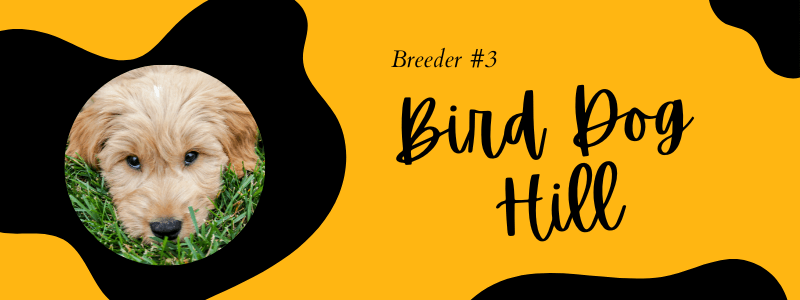 Bird dog hill Goldendoodle breeder in PA