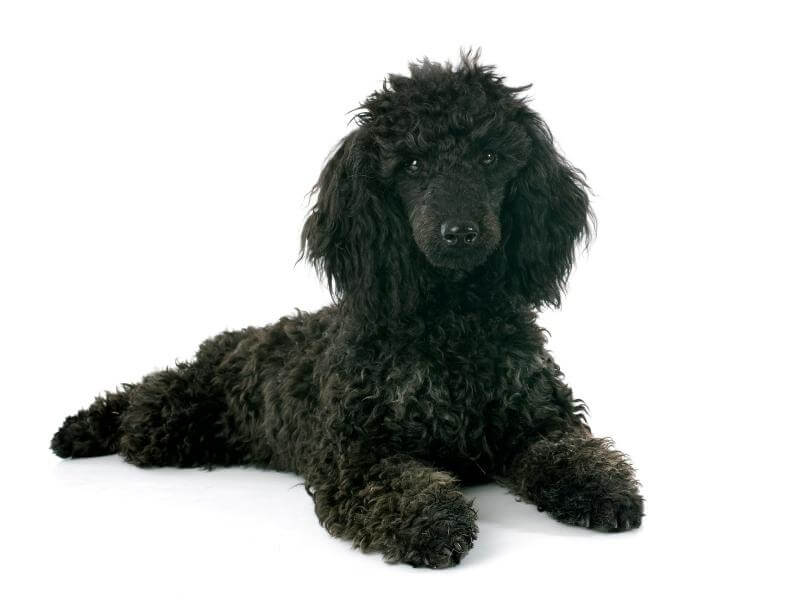 Black mini Poodle laying on the ground with a white background