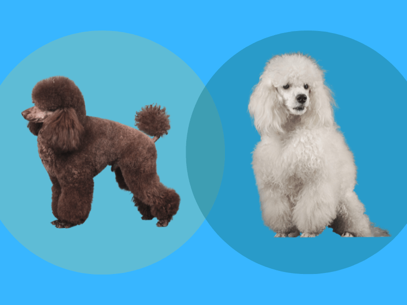 Brown Mini Poodle next to a white standard Poodle with a blue backdrop
