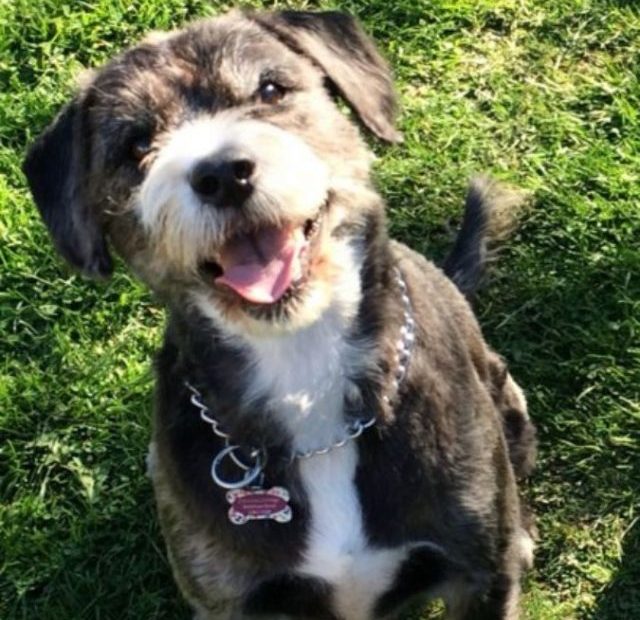 A black and white dog sitting on the grass.