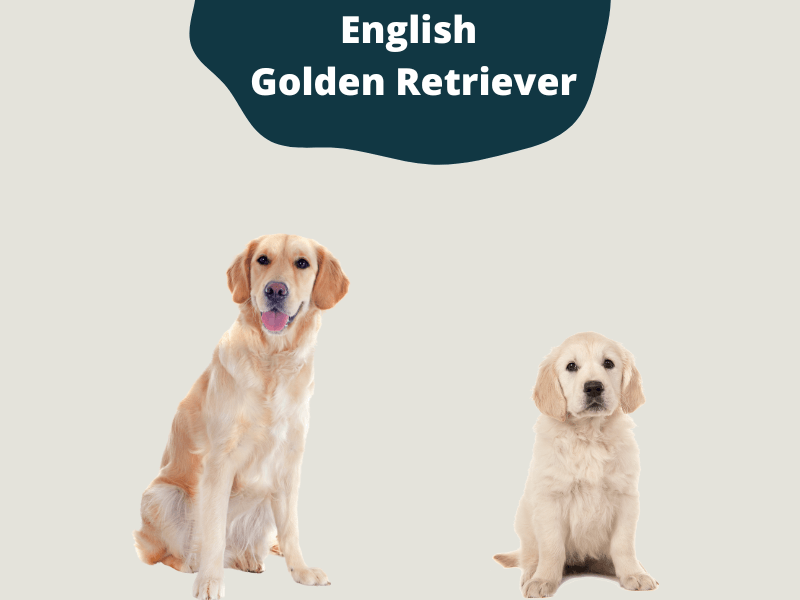 English Golden Retrievers sitting side by side