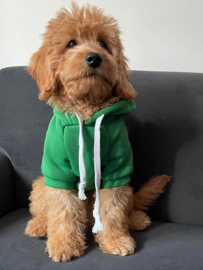 F1b Mini English Goldendoodle puppy with a green hoodie