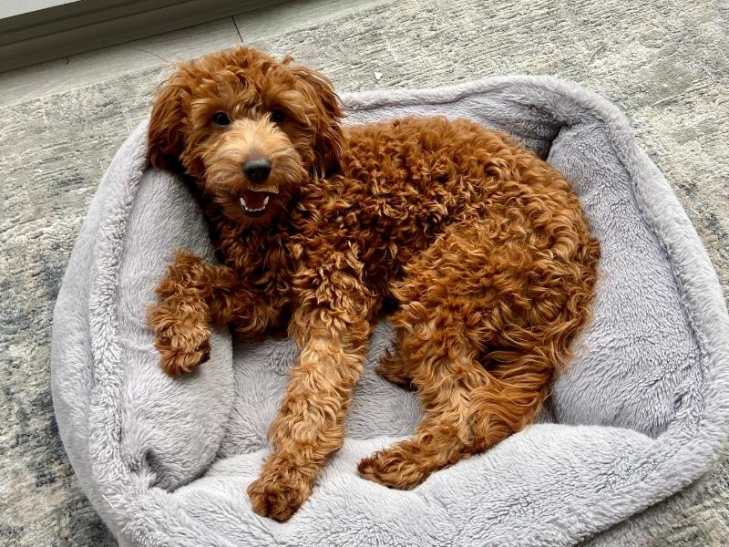 Goldendoodle dog laying in a dog bed with a toy in his mouth