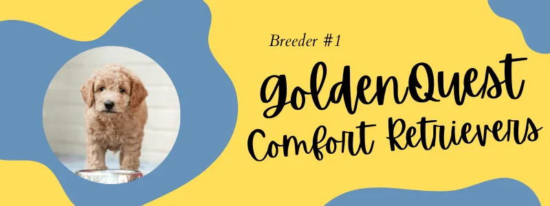 Decorative visual of GoldenQuest breeder