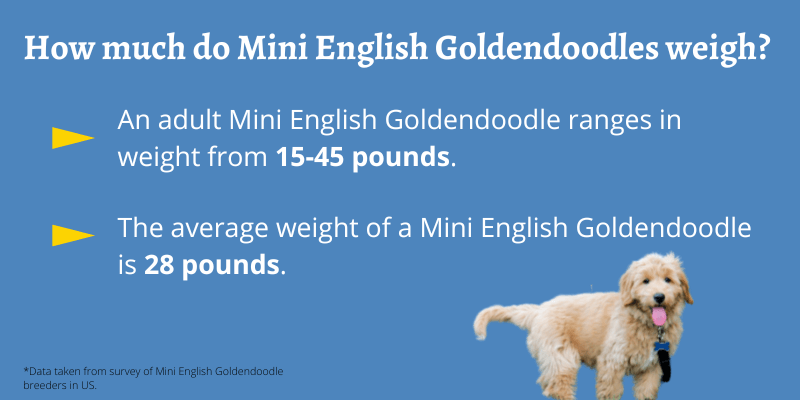 Infographic showing statistics for the weight of Mini English Goldendoodles