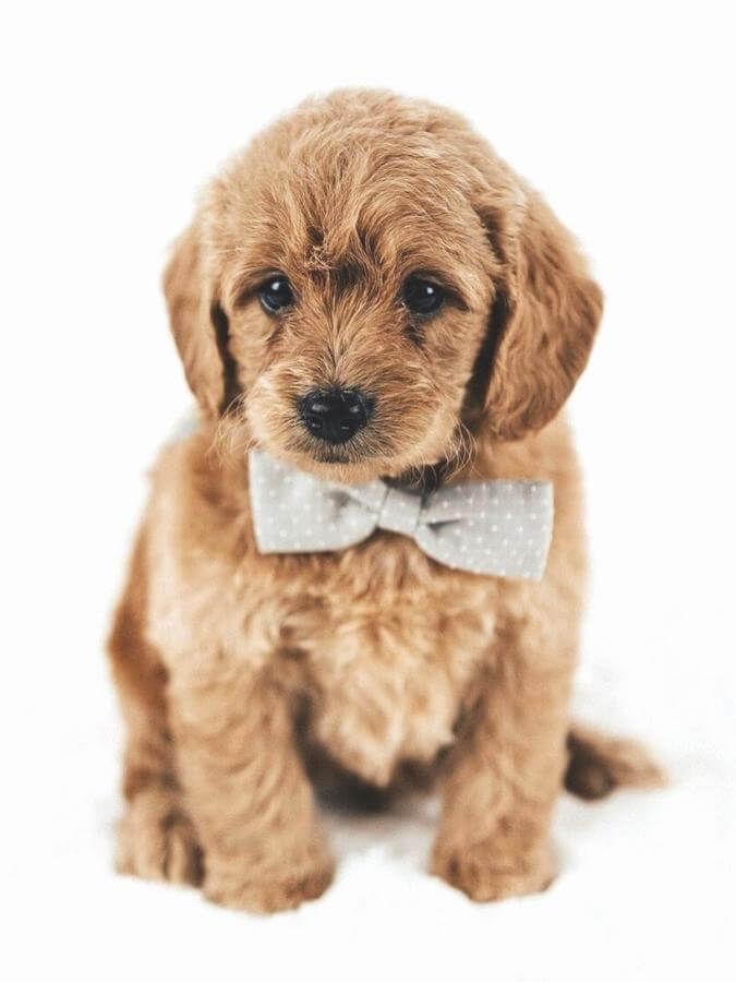 Mini English Goldendoodle puppy with a grey bowtie