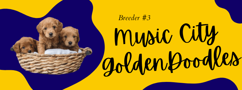 Music City goldendoodles