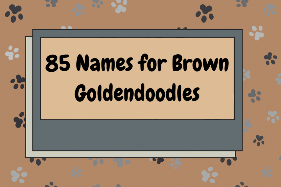Visual of names for brown goldendoodles with paws in the background