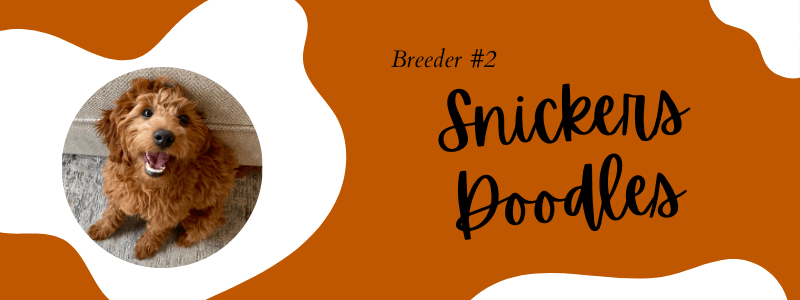 Visual of Snickers Doodles breeder