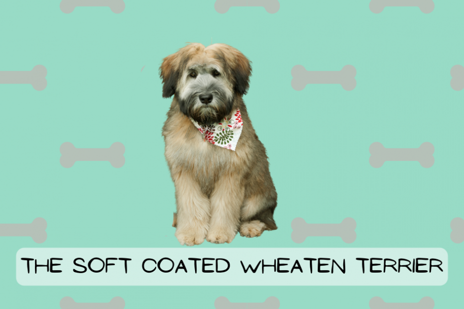 soft coated wheaten terrier puppy sitting with aquamarine colored background