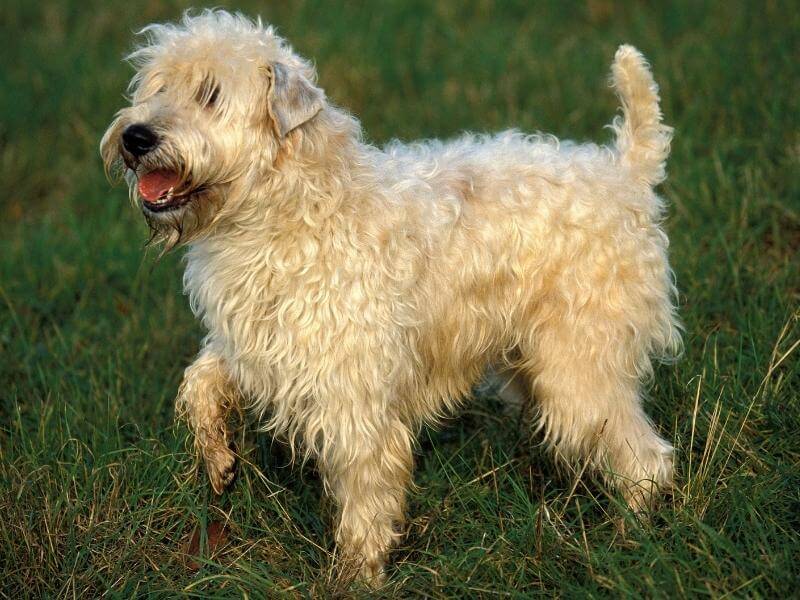 Wheaten terrier hunting in a field of grass