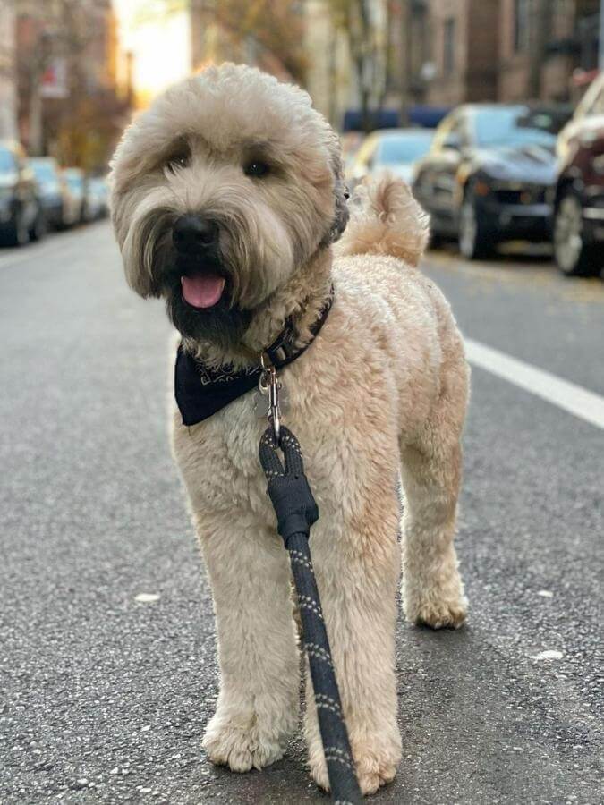Soft coated wheaten terrier standing in the middle of the street in New York City