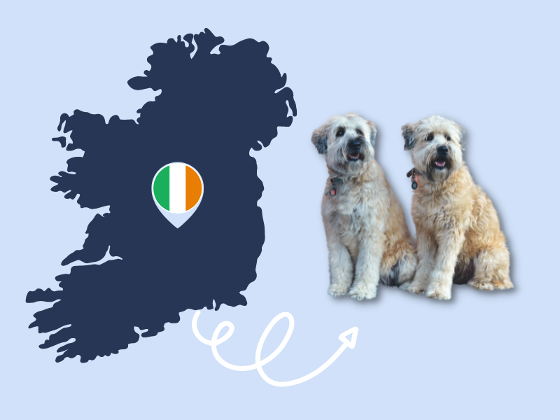 Visual of Ireland pointing towards 
two soft coated wheaten terriers