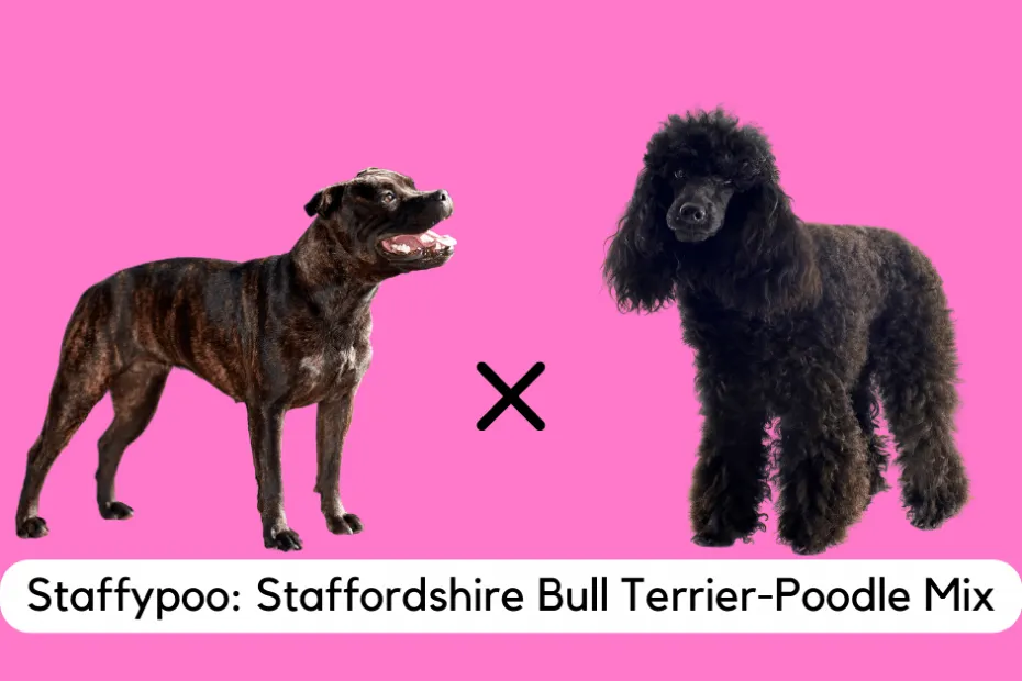 Visual of a Staffordshire Bull Terrier crossed with a Poodle to make the Staffypoo