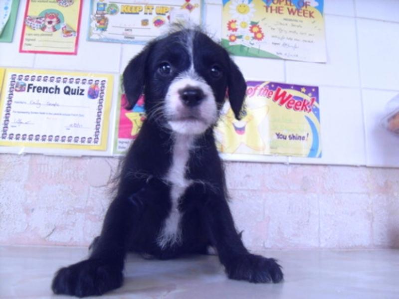 A cute Black and white Staffypoo puppy sitting on a tabletop 