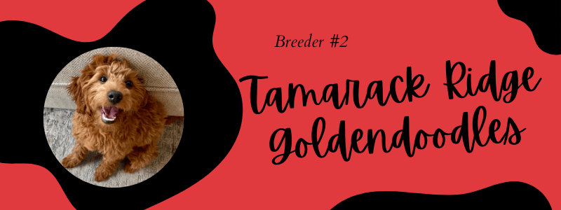Visual of Tamarack Ridge Goldendoodles breeder