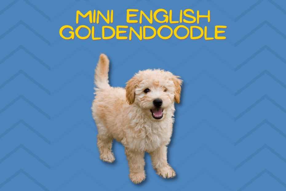 Mini English Goldendoodle puppy in the middle of a blue decorative blackground