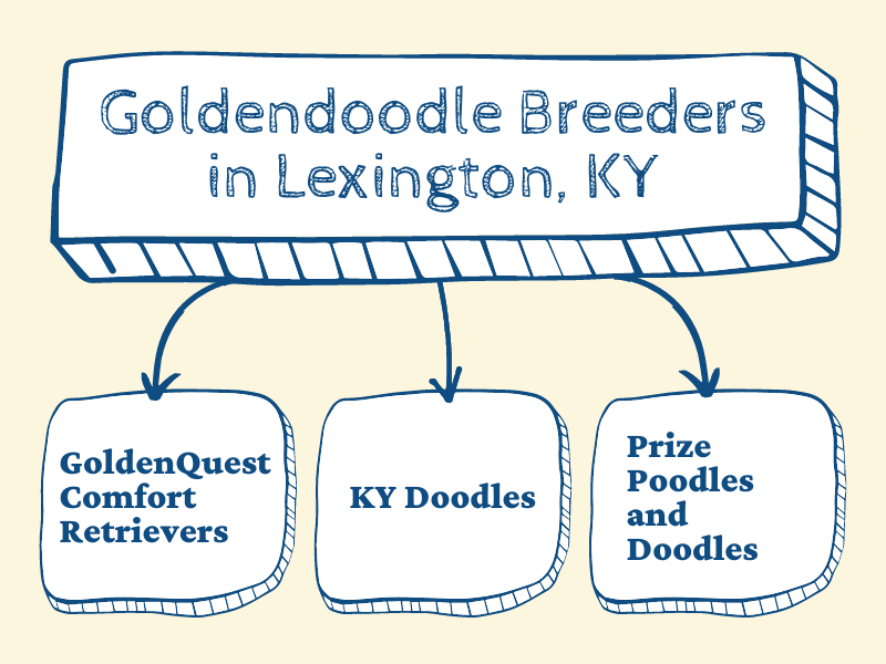 Infographic showing the top three Goldendoodle breeders in Kentucky