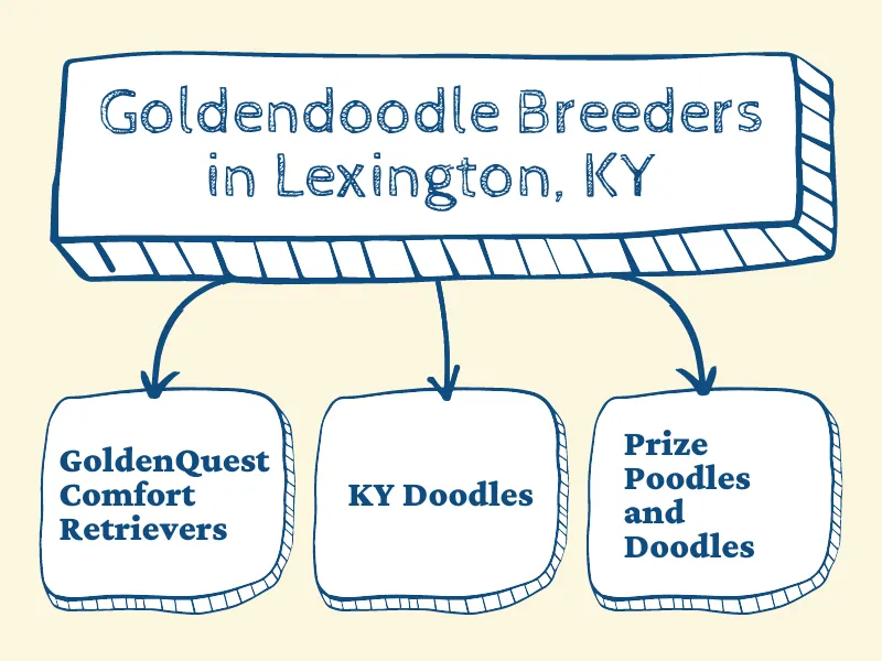 Infographic showing the top three Goldendoodle breeders in Kentucky