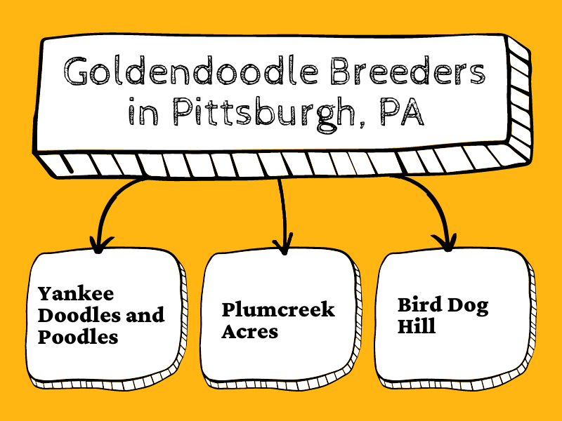 Chart showing where to buy a Goldendoodle puppy in Pittsburgh