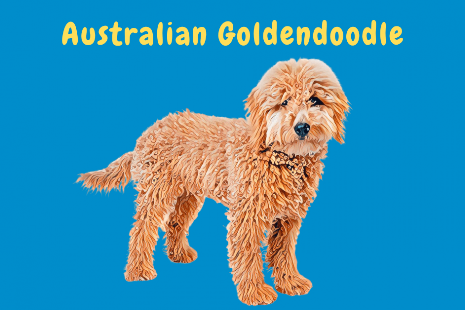 Cartoon illustration of an Australian Goldendoodle dog