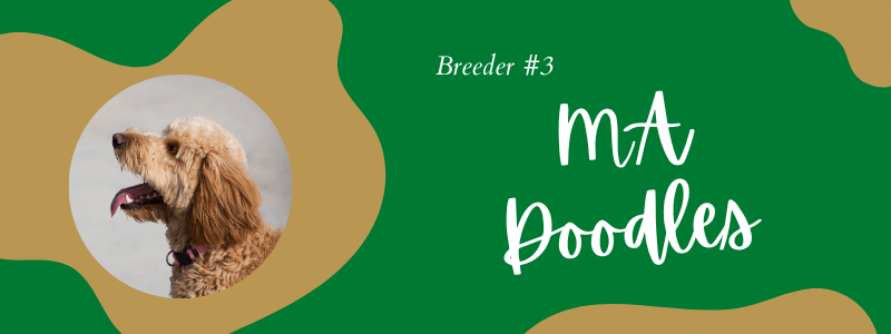 Visual of MA Goldendoodles breeder